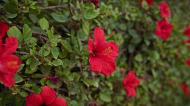 Vibrant hibiscus rosa-sinensis, Çin amfibisi olarak bilinir, Murcia, İspanya 'da yemyeşil yeşilliklere karşı tam çiçek açar..