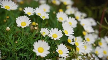 Canlı Marguerite papatyaları, argyranthemum frutescens, doğal bir murcia 'da gelişen, İspanya habitatı..