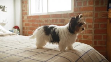 Bisikletli bir teriyer köpek yavrusu güneşli bir yatak odasından dışarıya bakar tuğla işçiliğiyle, sıcaklık ve rahatlığı çağrıştırır..