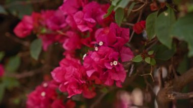 Canlı pembe bougainvillea glabra Murcia, İspanya 'da çiçek açıyor, açık havada doğal güzellikler sergiliyor..