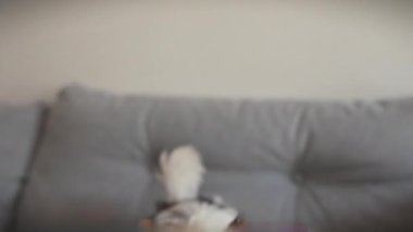 Neşeli bir bisikletçi teriyer köpeği, gri bir kanepede kırmızı bir oyuncağın tadını çıkarıyor. Kapalı kapılar ardında cazibe ve arkadaşlık gösterisi yapıyor..