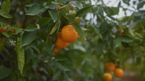 Ripe Oranges Hanging Tree Foliage Orchard — Stock Photo, Image