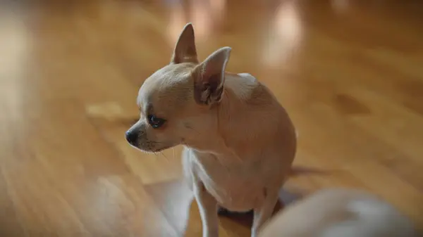 Liten Brun Chihuahua Sitter Uppmärksamt Ett Polerat Trägolv Inne Ett Royaltyfria Stockfoton