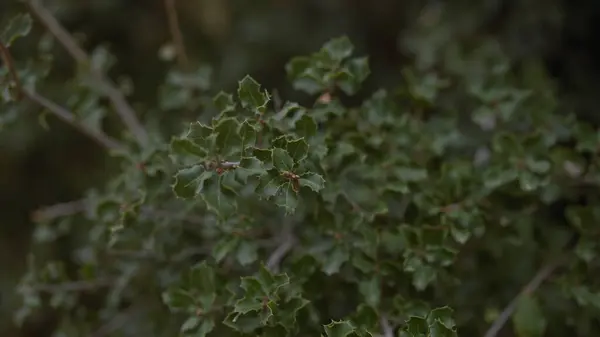 ケルメスオーク 地中海植物 バックグラウンドの緑色の光沢のある葉のクルーサーカスコチーラのクローズアップ ロイヤリティフリーのストック画像