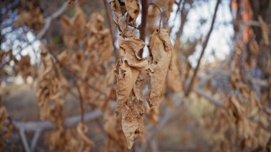 Close-up of dried brown leaves on a tree branch in murcia, spain, signaling seasonal autumn changes. clipart