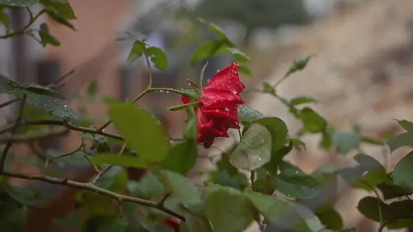 Eine Taufeuchte Rote Rose Inmitten Von Grünem Laub Bietet Eine — Stockfoto