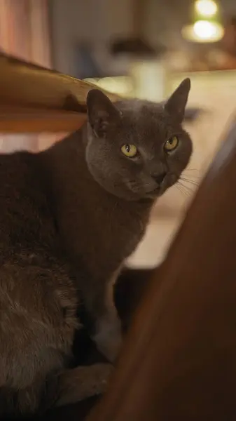 ปภาพท ใกล ดของแมว Chartreux วยตาท กระต งเกตเห นในร — ภาพถ่ายสต็อก
