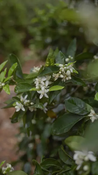 Primer Plano Las Fragantes Flores Blancas Citrus Sinensis Comúnmente Conocida Imágenes de stock libres de derechos