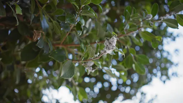 スペインのムルシアに原産の常緑のオークの木であるクエルスイルエックスのクローズアップは ボケの背景に対してそのファジーなカトキンに焦点を当てます ストック写真