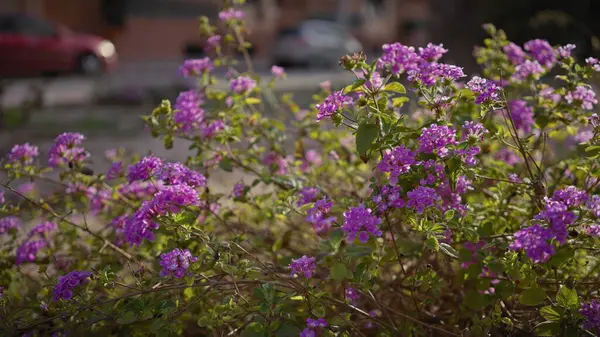 Close Vibrant Purple Lantana Flowers Murcia Spain Blurred Urban Background Stockbild