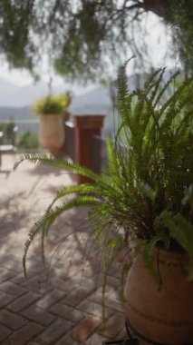 Bir eğreltiotu, dağlık bir araziye bakan teraslı bir verandada doğal ışıkta güneşlenir..