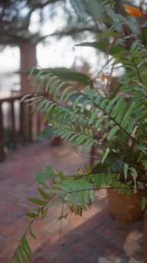 Yeşil eğreltiotu bitkisinin gündüz vakti tuğla bir verandadaki terasta tenceresinde yakın çekimi.