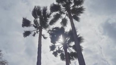 Puslu bir gökyüzüne karşı uzun palmiye ağaçları, yaprakların arasından süzülen güneş ışığı, tropik bir iklimi çağrıştırıyor..