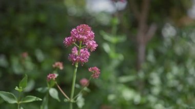 Centranthus ruber, pembe kediotu çiçekleri, yumuşak bokeh arkaplanlı doğal vahşi yaşam alanlarında resmedilmiş..