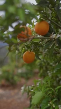 Olgun portakallar canlı bir narenciye ağacında sallanıyor..