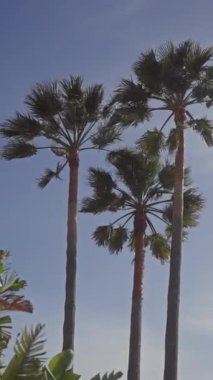 Uzun palmiye ağaçları açık mavi gökyüzüne doğru uzanır, tropikal, doğa, egzotik, tatil ve seyahat temaları.