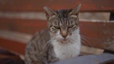 Tekir kedi bir sandalyede dinlenirken yorulmadan göz kırpıyor, sakinlik ve sükunet hissi yayıyor..