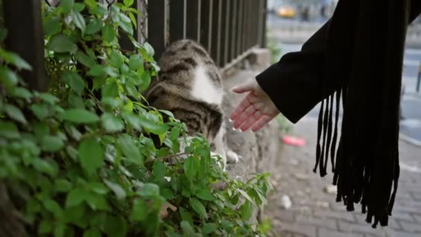 Kvinna Klappa Herrelös Katt Livlig Istanbul Trottoar Fånga Ett Ögonblick — Stockvideo