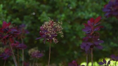 Canlı burgundy yaprakları ve sakin bir bahçede narin çiçekler..