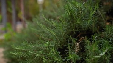 Murcia bahçesindeki canlı Rosmarinus officinalis 'in yakın çekimi, Akdeniz kıyılarının doğal güzelliğini gözler önüne seriyor..