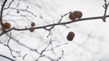 Platanus dallarına yakın plan, yuvarlak meyve kümeleri Murcia, İspanya 'da yumuşak odaklı bir arka plan.