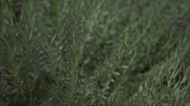 Taze biberiye, rosmarinus officinalis, doğal ışıkta çiğ taneli otlar.