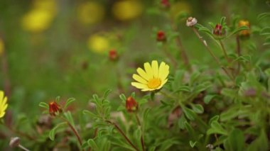 Canlı sarı calendula arvensis 'e yakın çekim, vahşi kadife çiçeği Murcia' nın doğal Akdeniz habitatında çiçek açıyor..