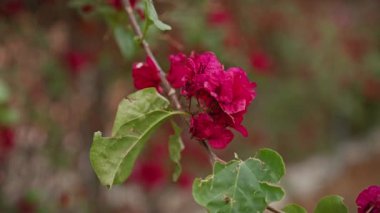 Murcia, İspanya 'da filizlenen canlı morumsu bougainvillea bitkisi doğal güzelliğini ve Akdeniz florasını gözler önüne seriyor..