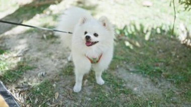 Gülümseyen Pomeranian köpeği tasması açık havada yeşillikle