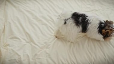 Bisikletli teriyer köpek yavrusu içerideki dokulu beyaz bir yatak örtüsüne dikkatlice oturur, şirin görünür ve oyun zamanını bekler..