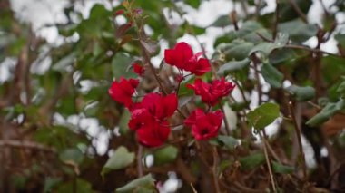 Canlı bougainvillea spectabilis, Akdeniz bitkisi, murcia, spain, doğal güzelliği ve İspanyol florasını sembolize eder..