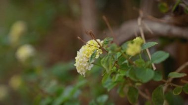 Murcia, İspanya 'da sarı infloresanları olan ve doğal Akdeniz yaşam alanını gözler önüne seren bir Buddleja bitkisinin yakın çekimi..