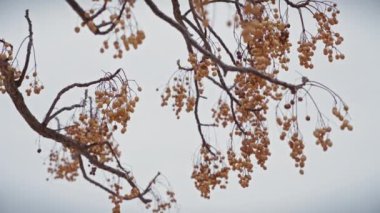 Olgun melia azedarach meyvesi kümeleri Murcia, İspanya 'da sessiz bir gökyüzüne karşı dallardan sarkan.