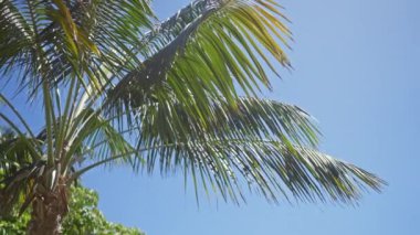 Tropikal arecaceae palmiye yaprakları açık mavi gökyüzüne karşı