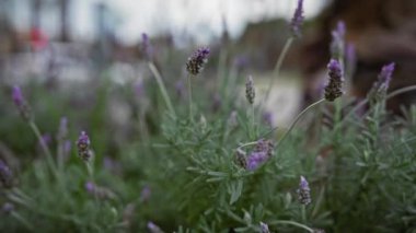 Lavandula Stoechas 'ın yakın çekimi, aromatik bir bitki, Murcia, İspanya' da yetişiyor, seçici odaklı.
