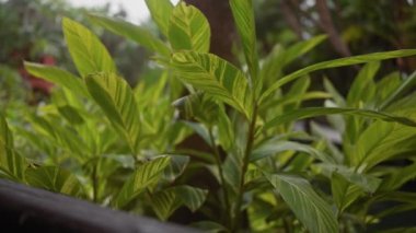 Tomurcuklanmış yeşil zencefil yaprakları tropikal bir bahçe ortamında, doğa ve sükuneti simgeliyor..