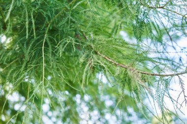 Kozalaklı ağaç dalının verimli yeşilliği gün ışığında yumuşak odaklı doğal bir arka plana karşı..