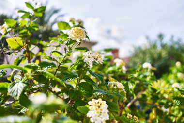 Parlak güneş ışığı altında yeşil yapraklara karşı açan canlı lantana çiçekleri, cennet bahçesi manzarası yaratıyor.