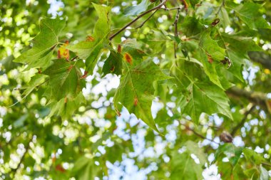 Canlı yeşil akçaağaç yapraklarının, baharı ve doğayı sembolize eden bulanık bir bokeh arka planına yakın plan..