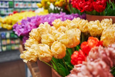 Canlı bir çiçek pazarında satışa sunulan renkli taze laleler güzellik ve bahçıvanlığı gözler önüne seriyor..