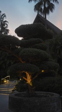Alacakaranlıkta aydınlanmış bir bonsai ağacı. Geleneksel bir evin ve palmiye ağaçlarının arka planı. Huzurlu bir atmosfer yaratıyor..