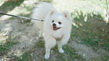 Küçük, tüylü, beyaz bir Pomeranian köpeği, parkta yürürken kameraya bakıyor..