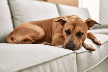 Huzurlu bir köpek, nötr renkli bir kanepede rahat bir şekilde uzanır, huzurlu bir ev atmosferini somutlaştırır..