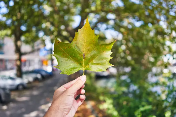 Close Man Hand Holding Green Maple Leaf Sunny Street Symbolizing — Stockfoto