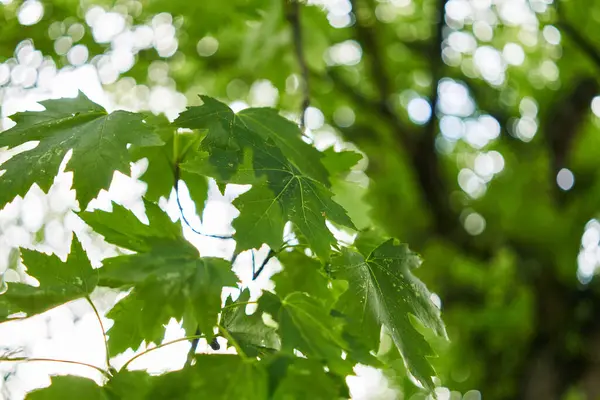 Крупный План Ярких Зеленых Листьев Клена Мягким Боке Тихом Лесу — стоковое фото