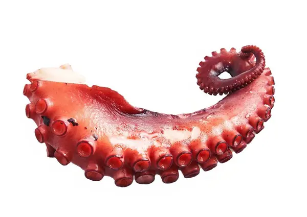Vibrant Red Octopus Tentacle Isolated White Showcasing Suction Cups Marine Fotografie de stoc