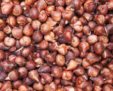 Pazar ortamında dikmeye hazır birden fazla taze lale soğanı yakın plan..