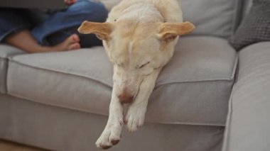 Dizüstü bilgisayarda evcil köpeğiyle çalışan genç bir kadın rahat bir oturma odasındaki kanepede uyuyor..