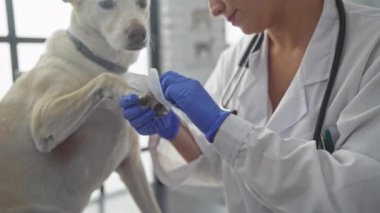 Beyaz bir kadın veteriner, kapalı bir klinikte evcil bir köpeğin patisini temizliyor..