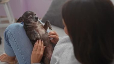 Genç bir kadın evdeki sakin bir hayvan arkadaşlığı sahnesine örnek olarak evcil Chihuahua 'sını evde kucaklıyor..